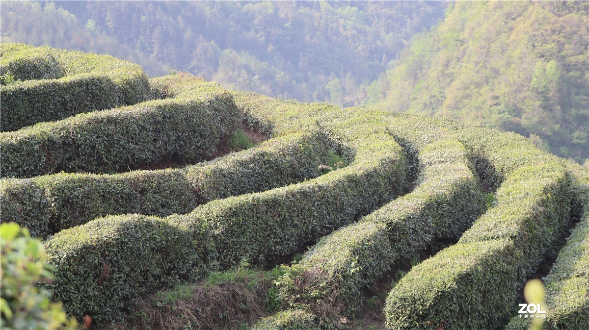 茶山随拍-中关村在线摄影论坛