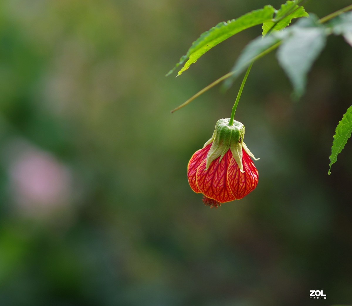五月的花