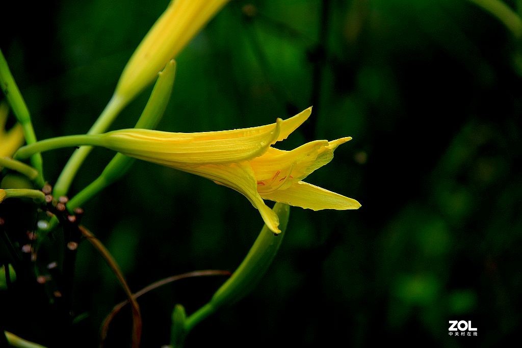 黄花菜