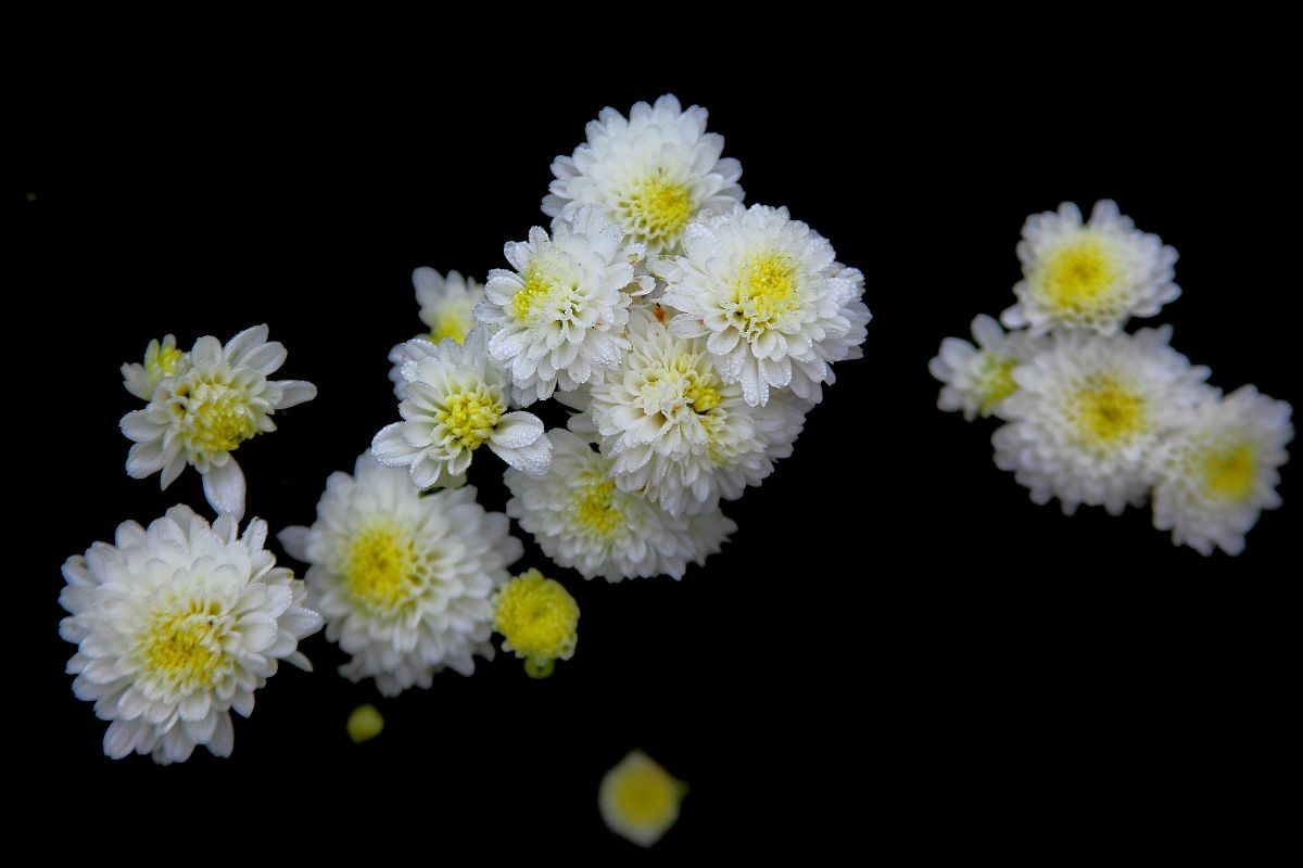 重阳节赏菊二