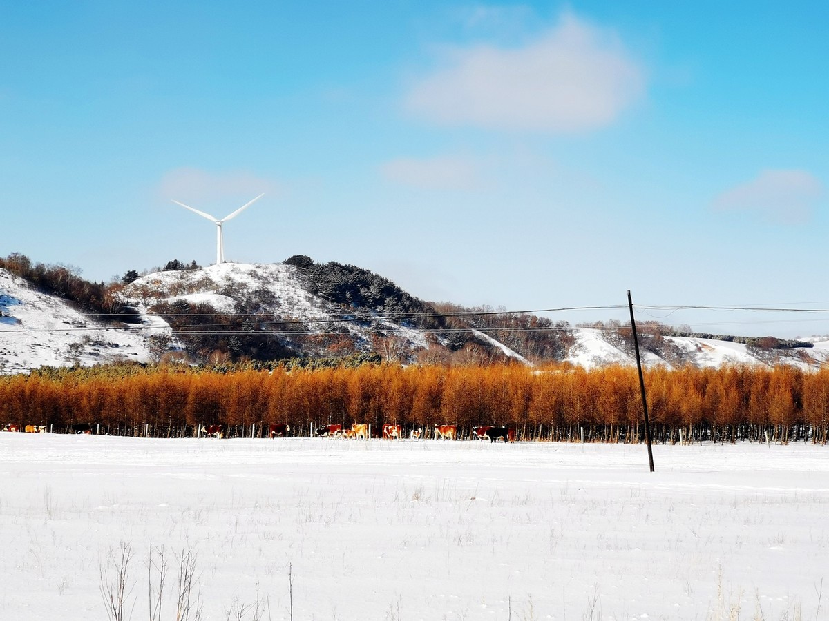 冬季赏雪推荐之御道口草原森林风景区