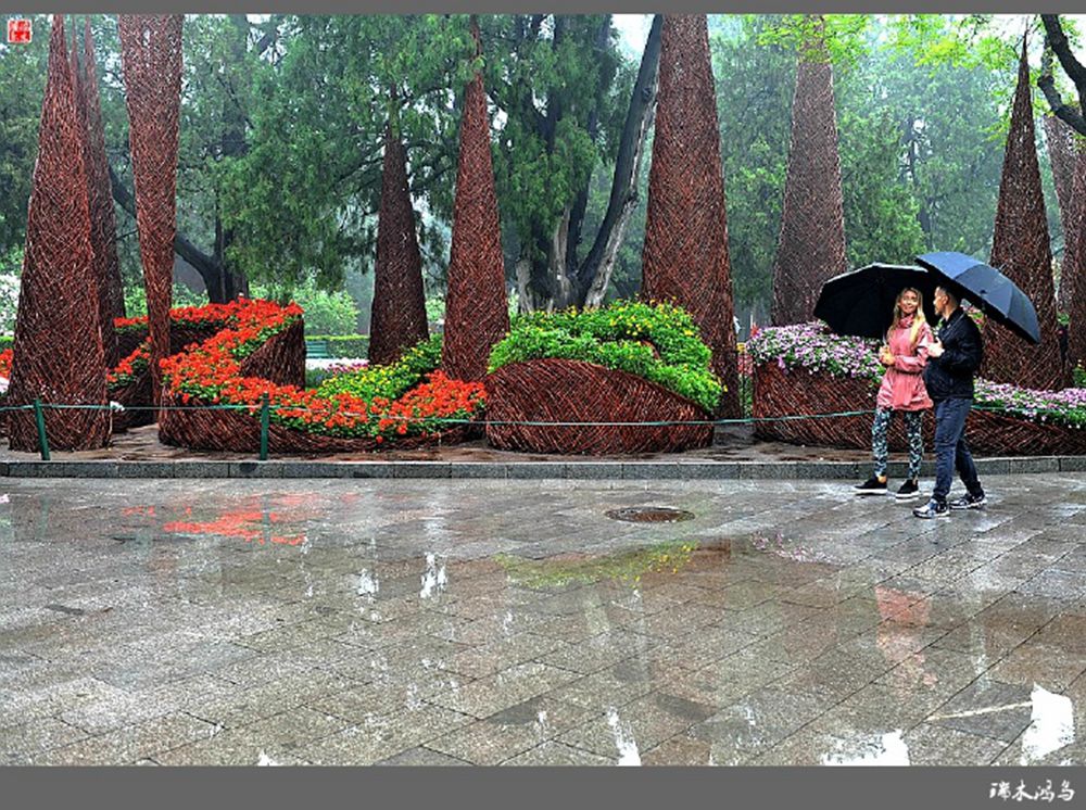 原创摄影中山公园雨中情