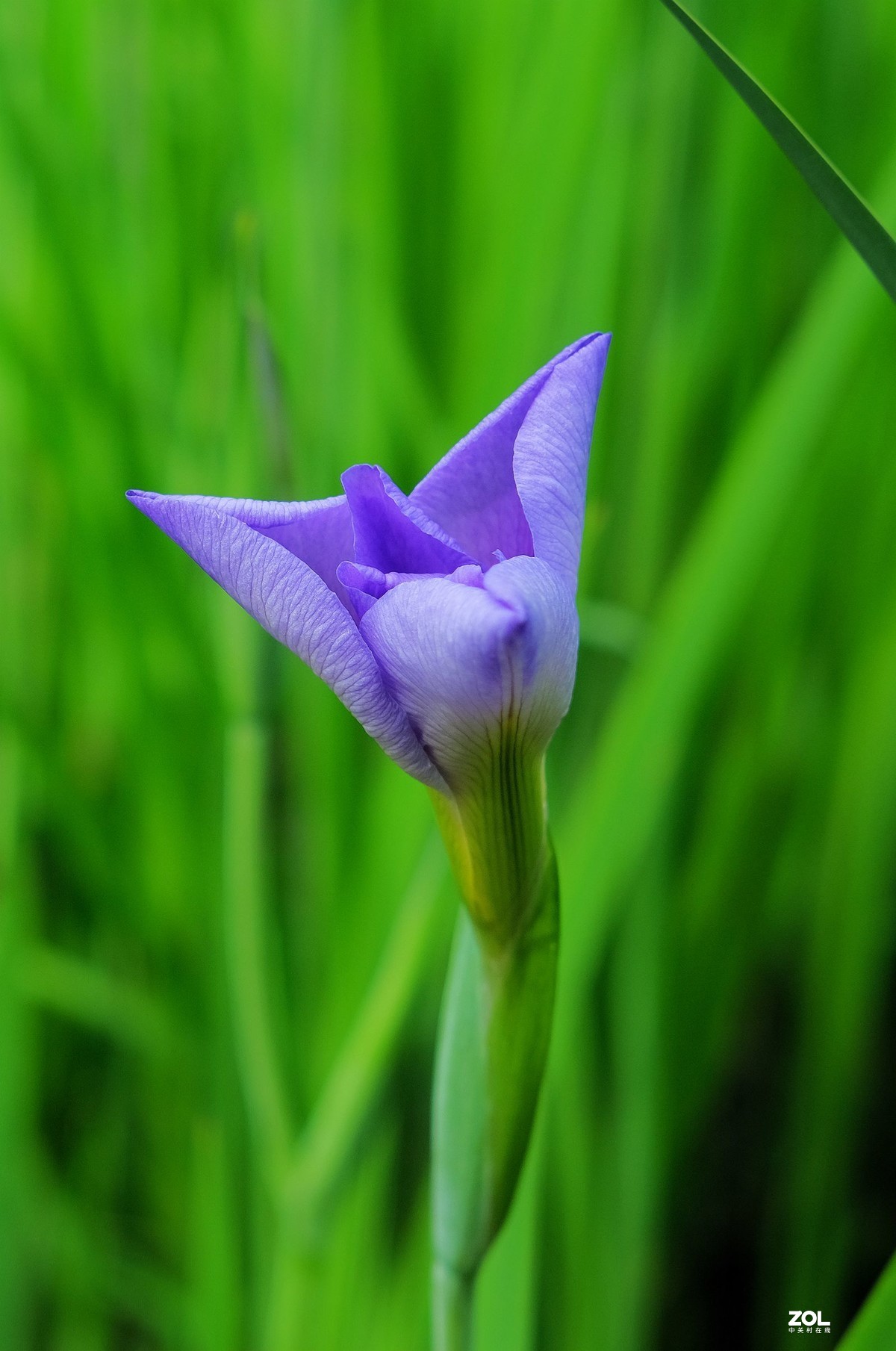 娇艳鸢尾花草