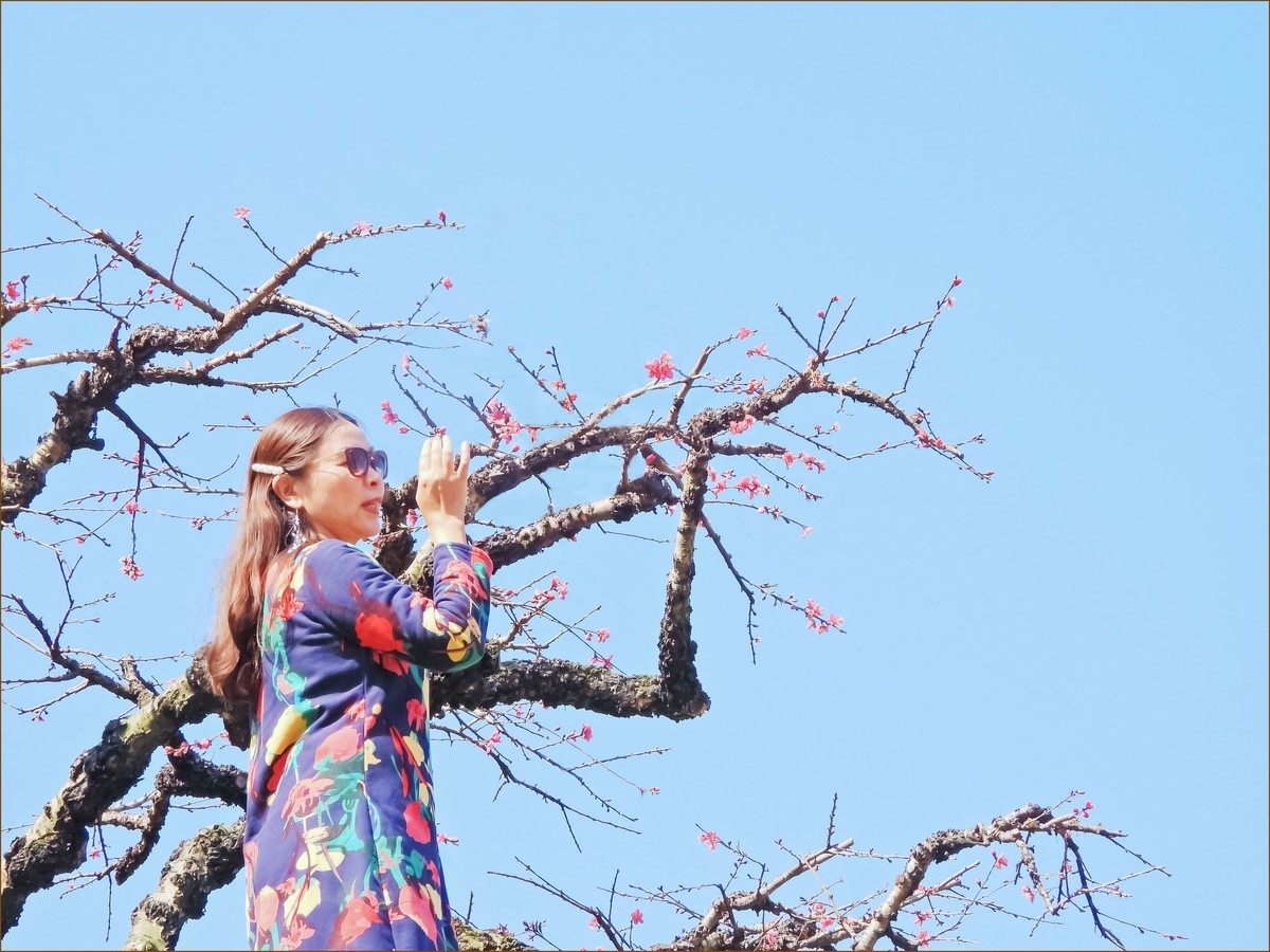 吕田的鹰嘴桃花