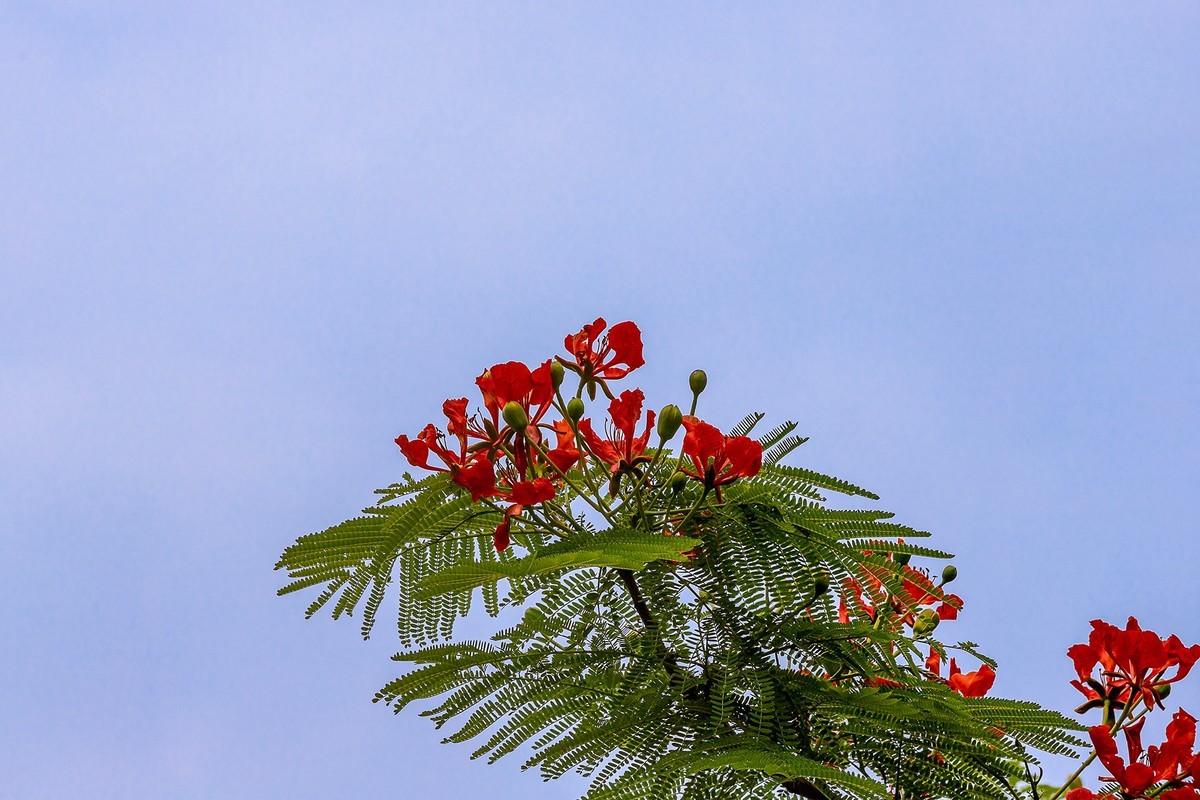 2022花城看花51凤凰木