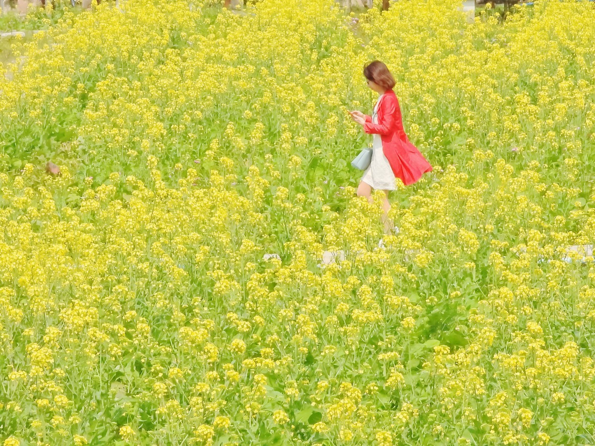 红山村的油菜花