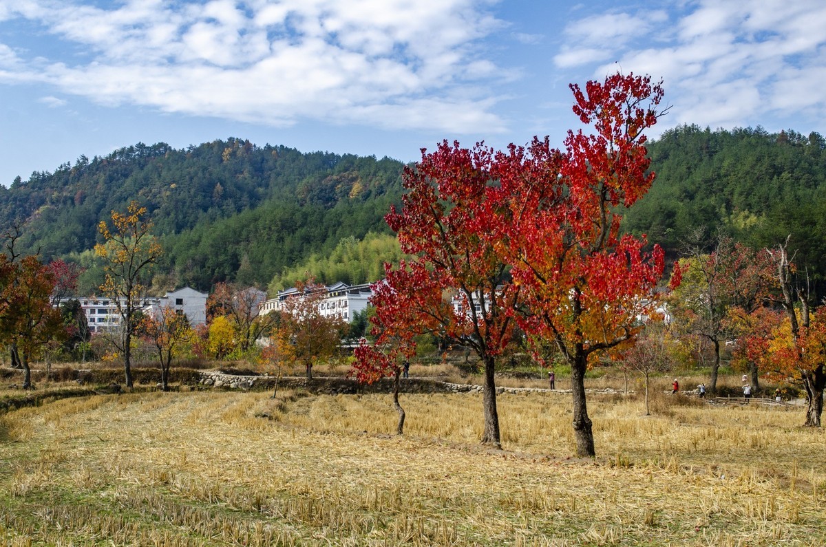 罗田圣人堂村红叶美如画