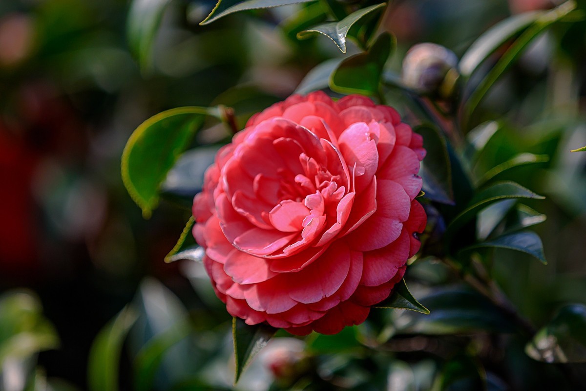 2022花城看花9茶花