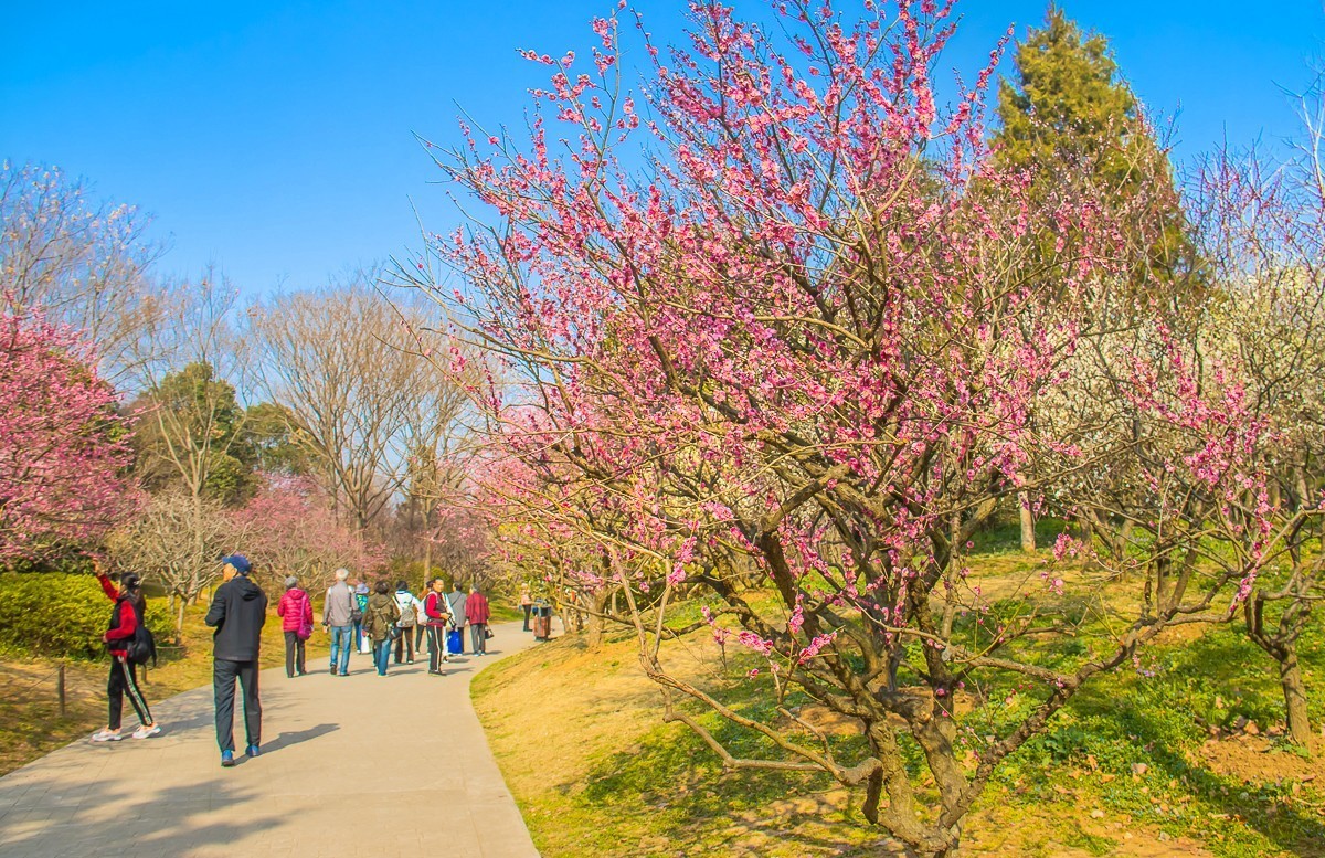 20220306南京梅花山二