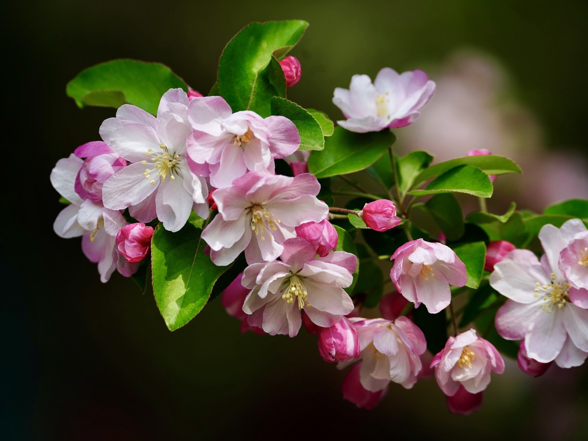 海棠花溪海棠花