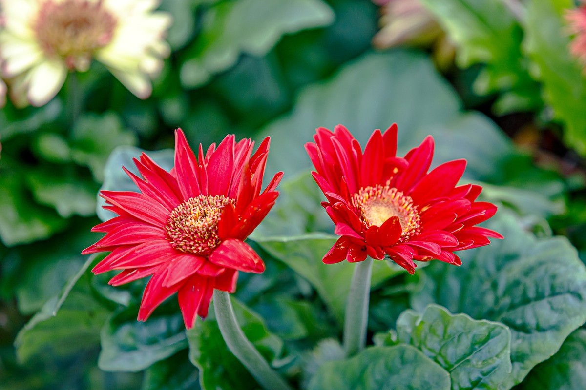 2022花城看花13非洲菊