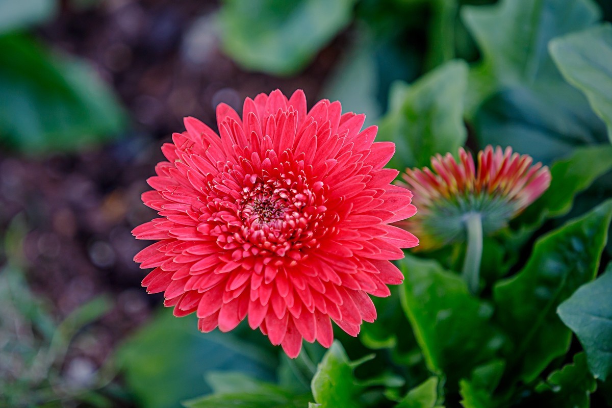 2022花城看花13非洲菊