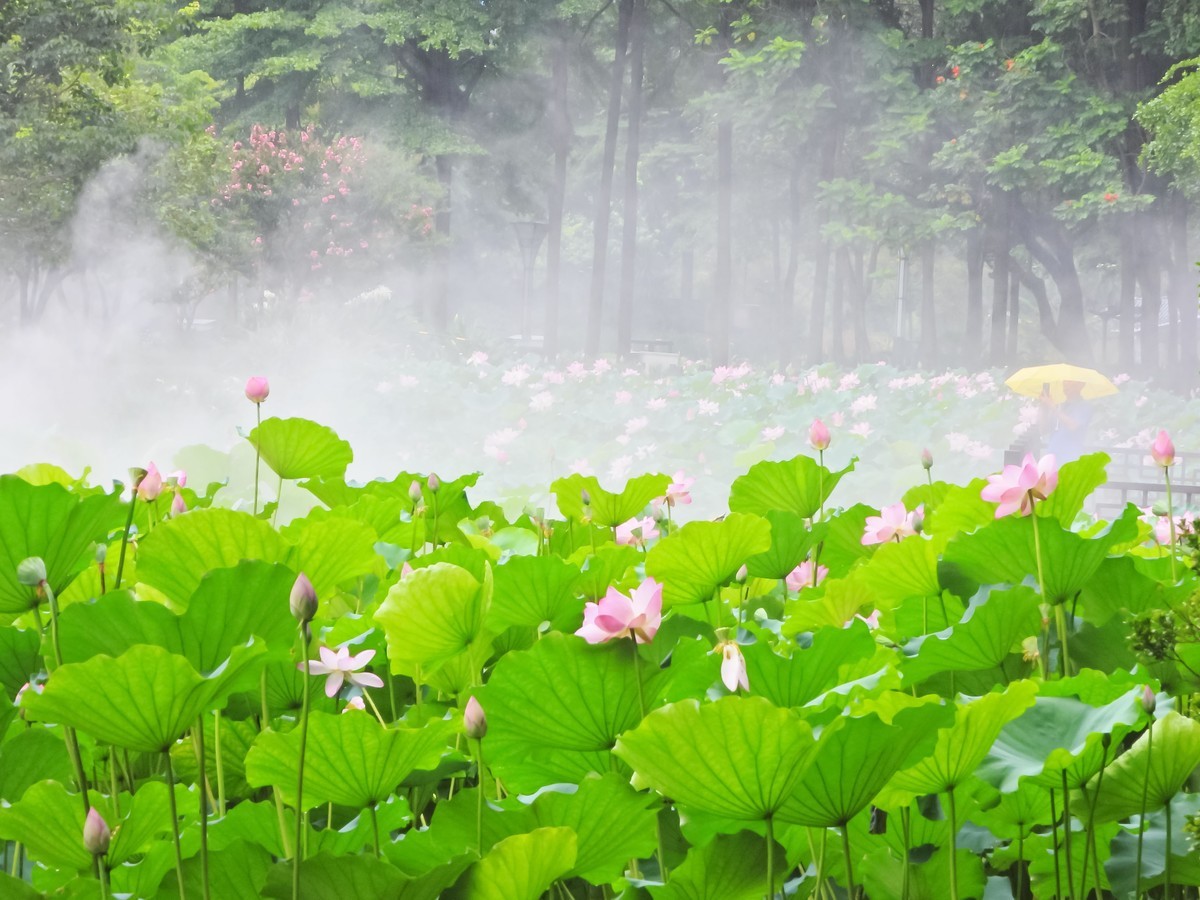 烟雨濛濛看荷田