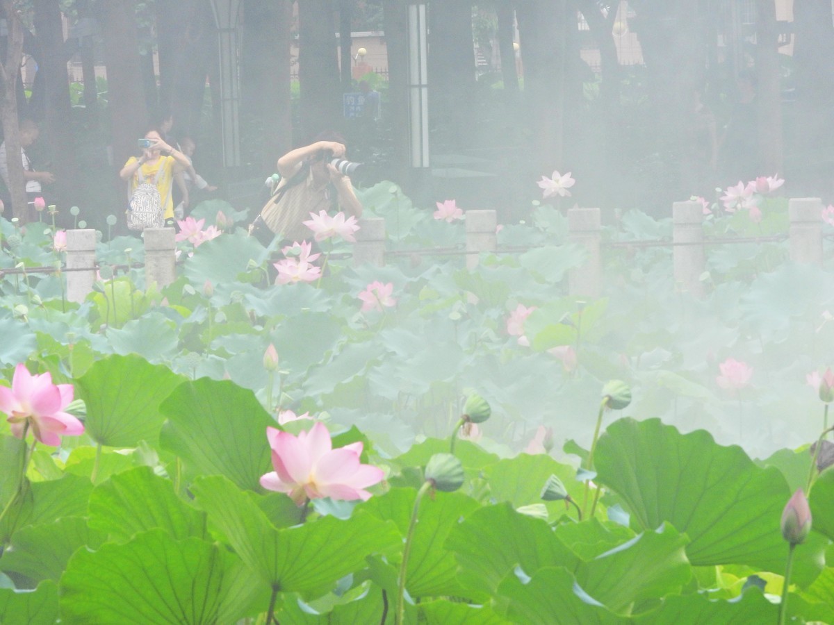 烟雨濛濛看荷田