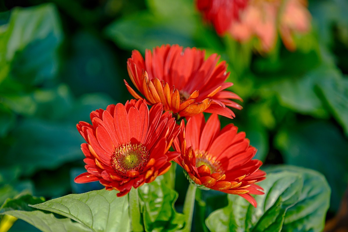 2022花城看花13非洲菊