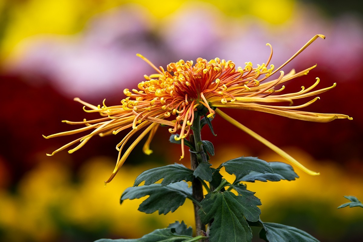 西安植物园2022菊花展之盆菊