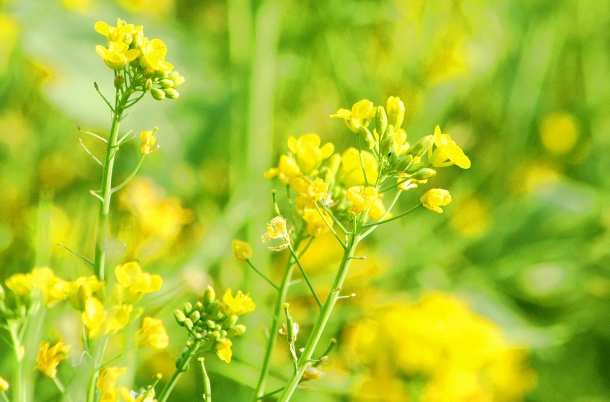 油菜花