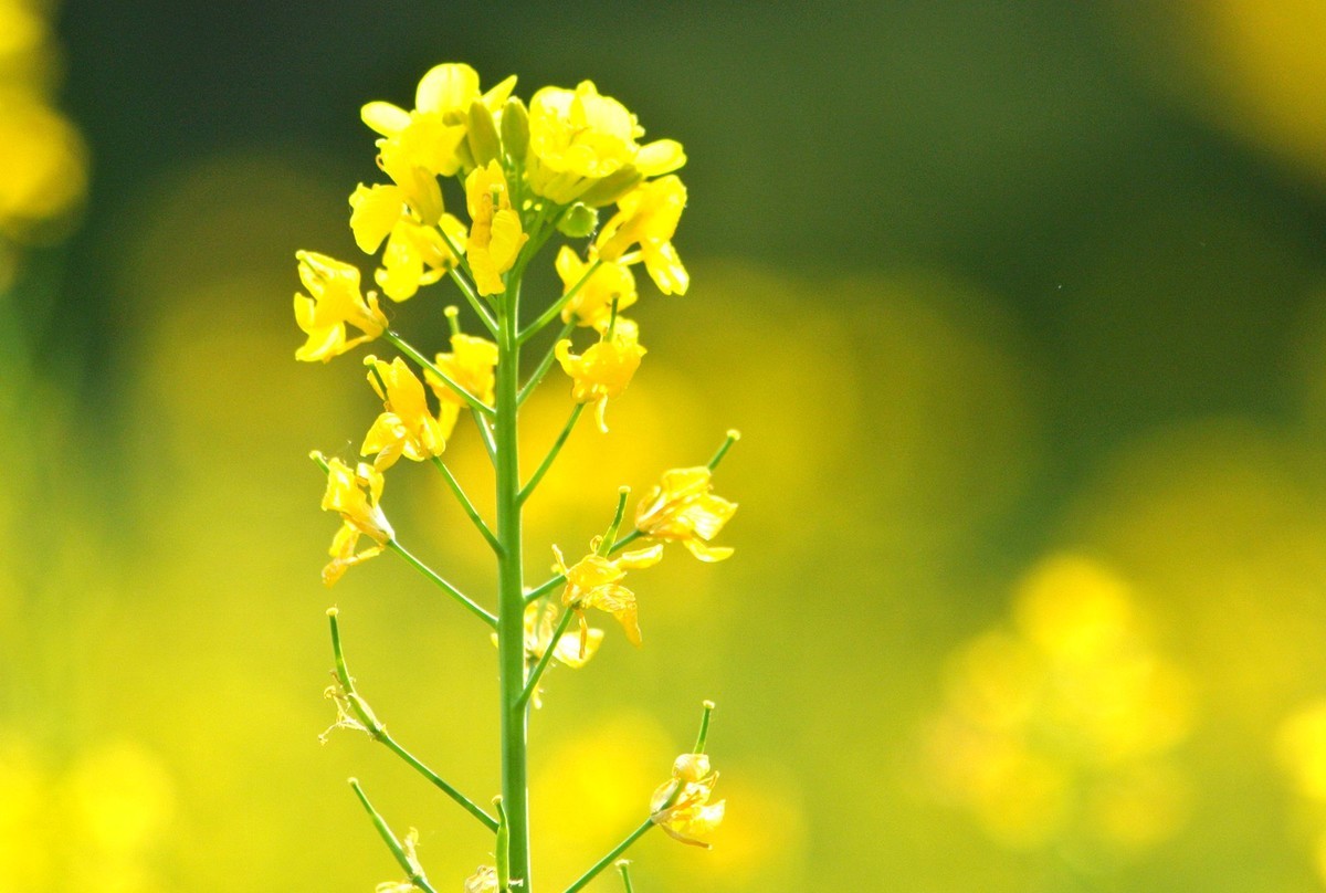 油菜花