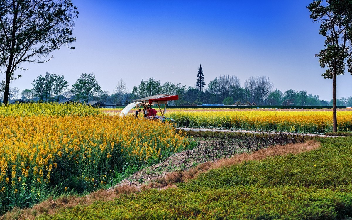 中国天府农业博览园的彩色油菜花