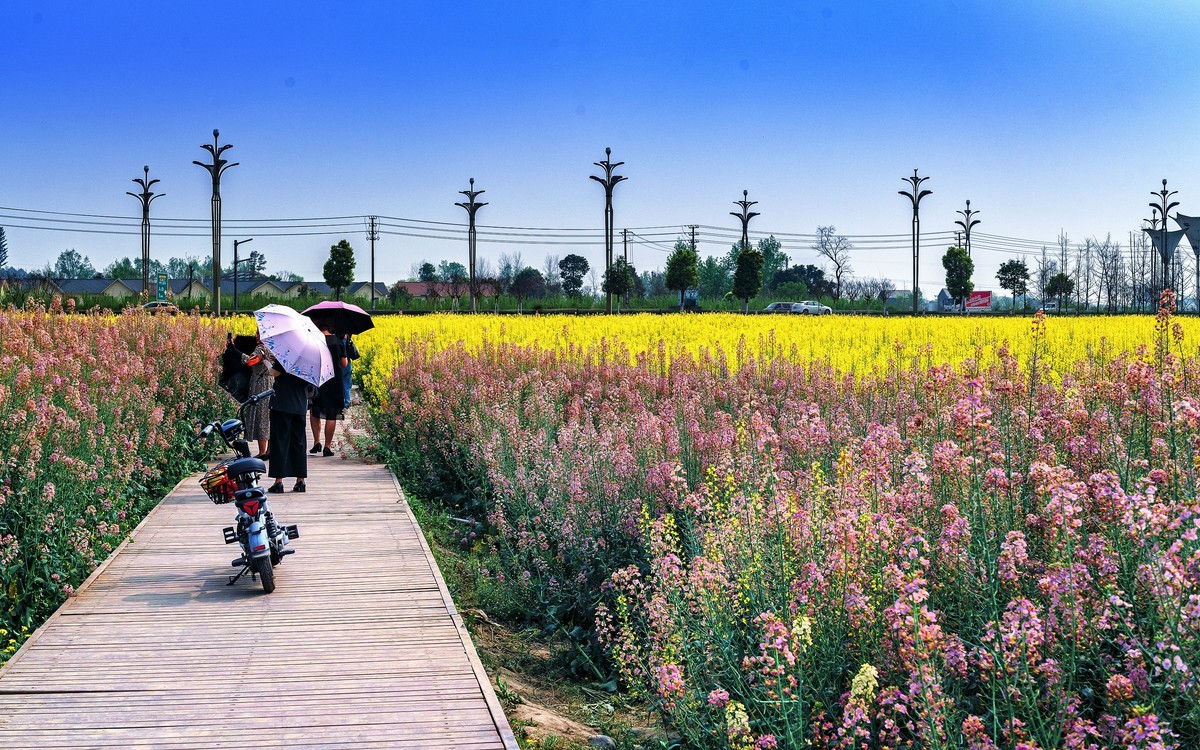 中国天府农业博览园的彩色油菜花