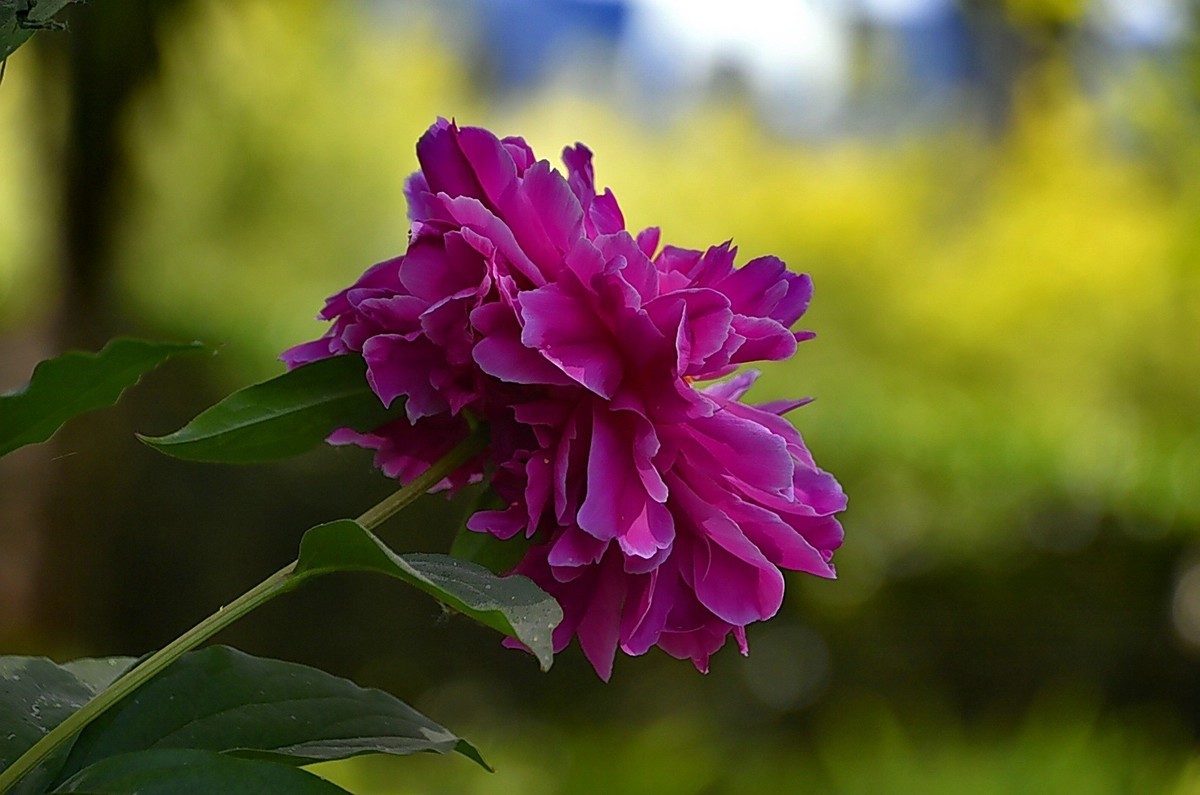 芍药赛牡丹