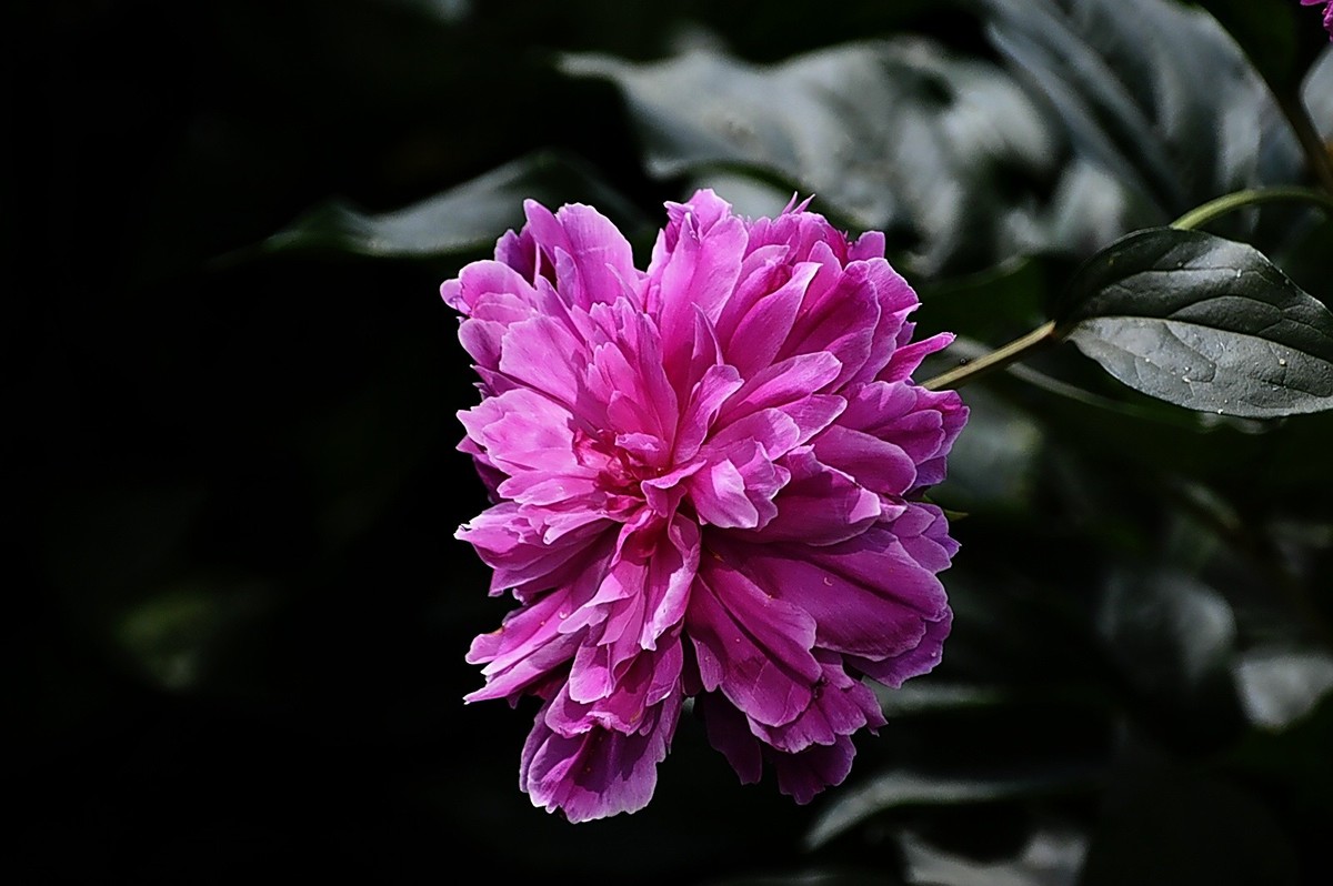 芍药赛牡丹