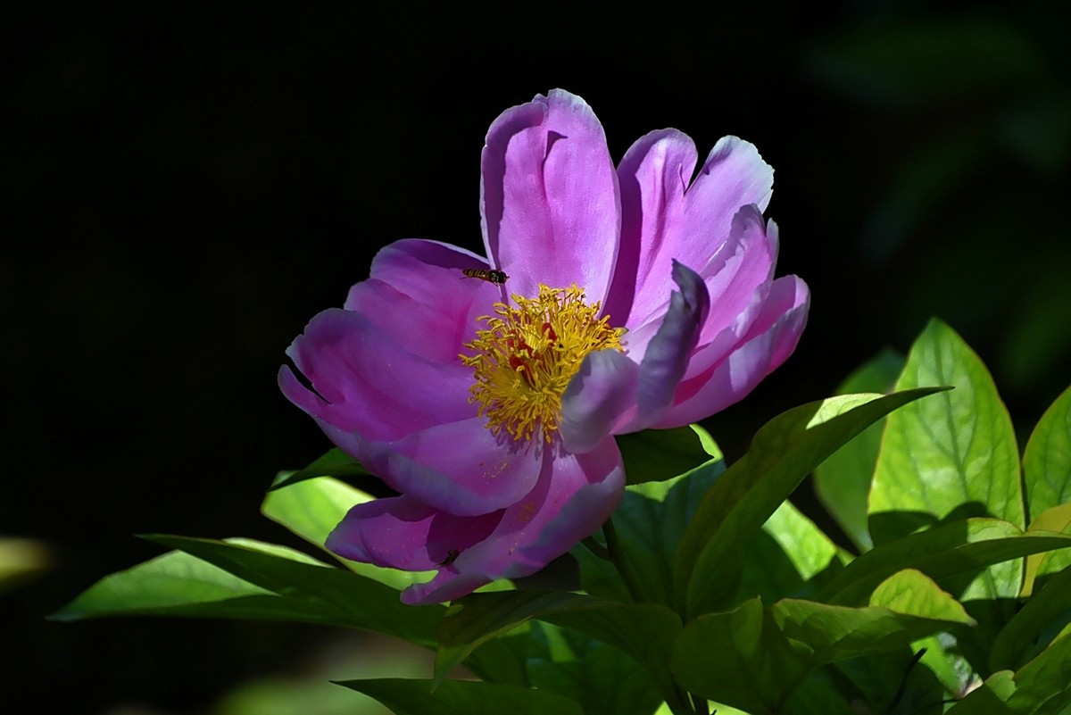 芍药赛牡丹