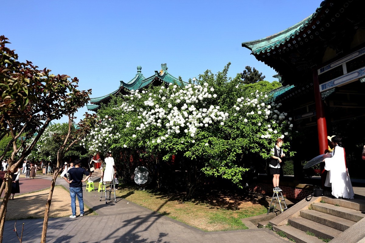 烈士公园绣球花