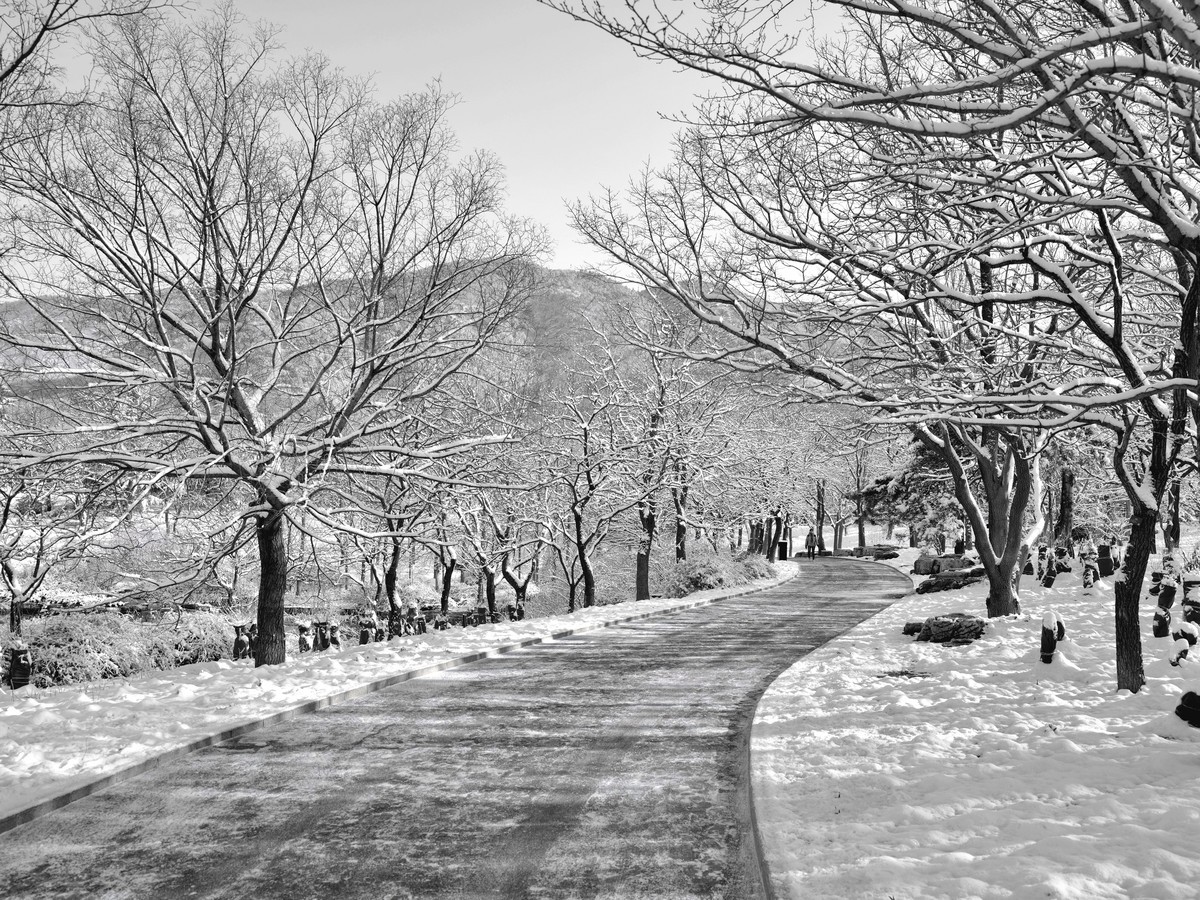 北京植物园黑白雪景