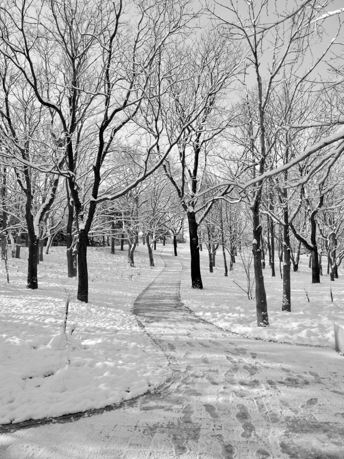 北京植物园黑白雪景