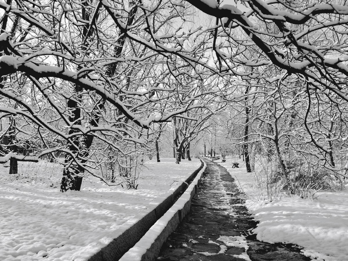 北京植物园黑白雪景