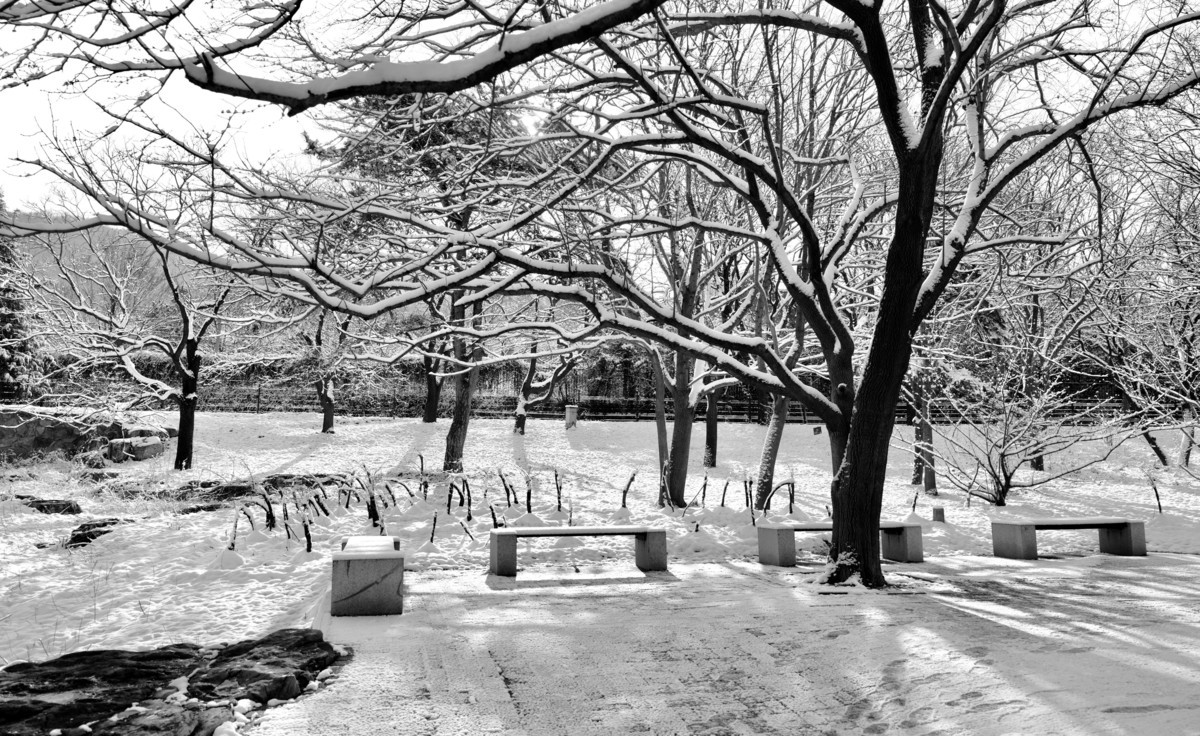 北京植物园黑白雪景