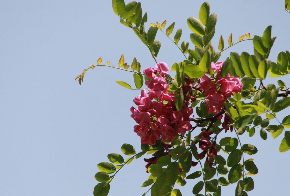 关东百花园298紫色槐花