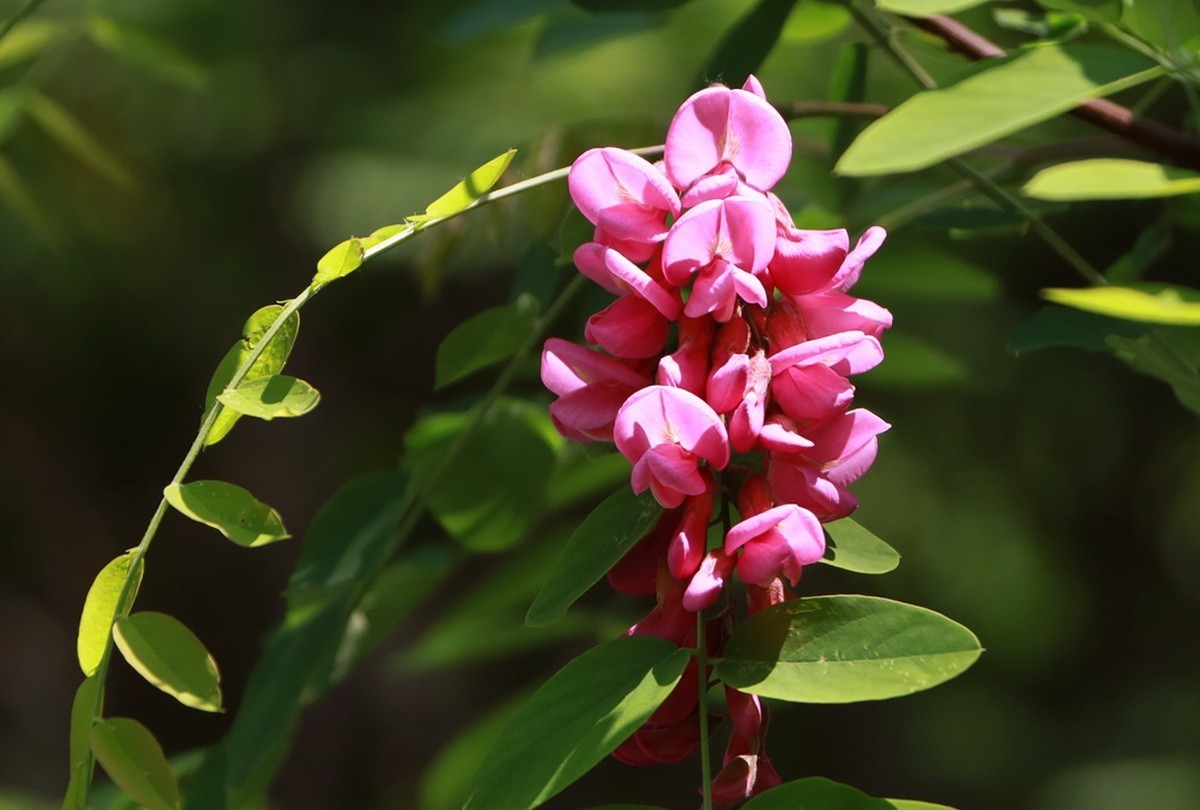 关东百花园298紫色槐花