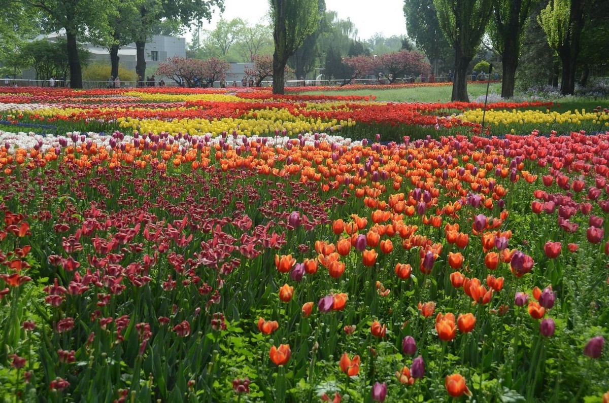 国家植物园郁金香美景