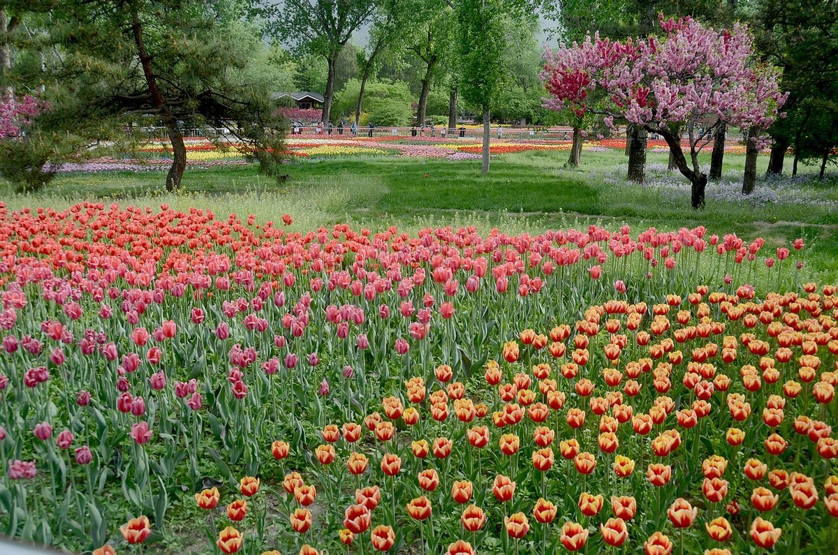 国家植物园郁金香美景