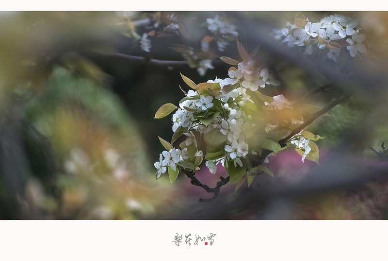 梨花如雪海棠未雨梨花先雪一半春休