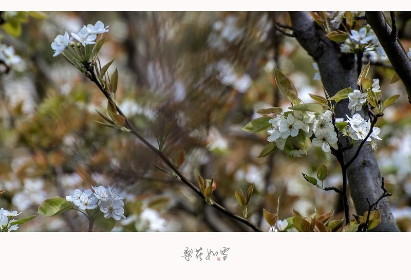 梨花如雪海棠未雨梨花先雪一半春休