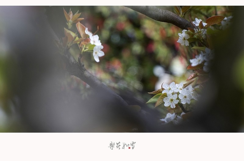 梨花如雪海棠未雨梨花先雪一半春休