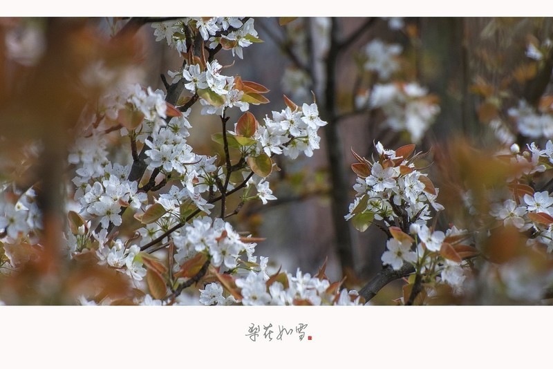 梨花如雪海棠未雨梨花先雪一半春休