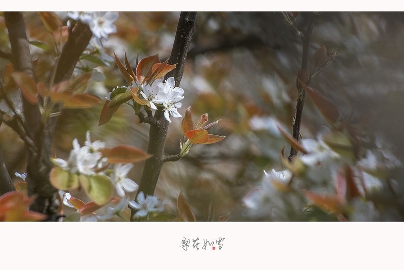 梨花如雪海棠未雨梨花先雪一半春休