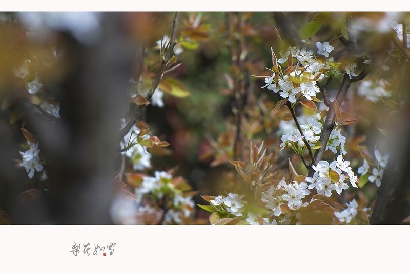 梨花如雪海棠未雨梨花先雪一半春休