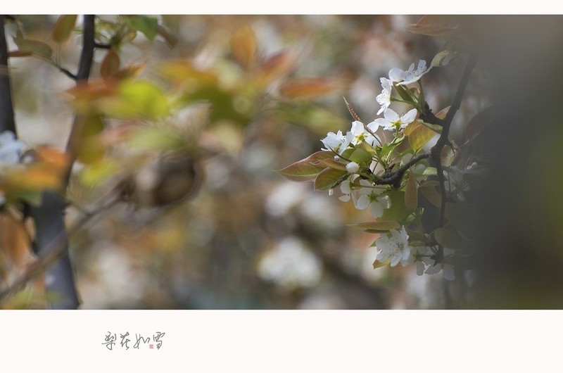 梨花如雪海棠未雨梨花先雪一半春休