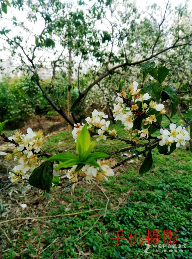 三华李开花