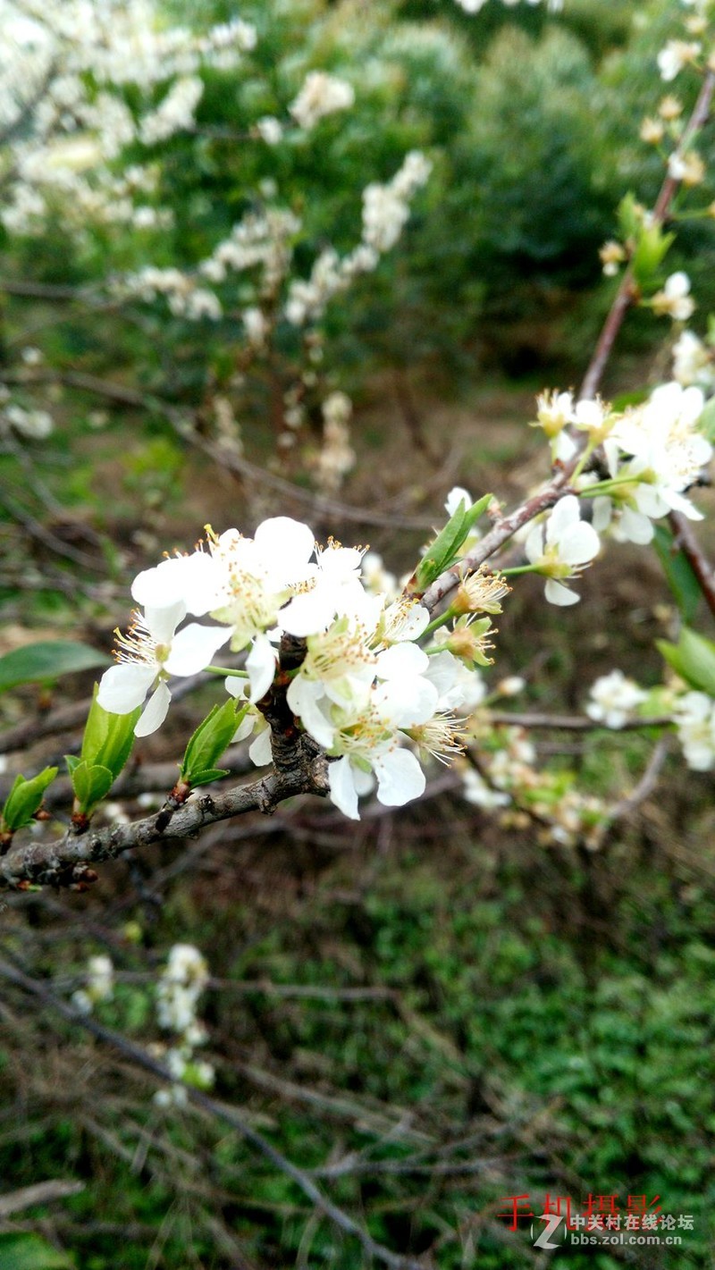 三华李开花