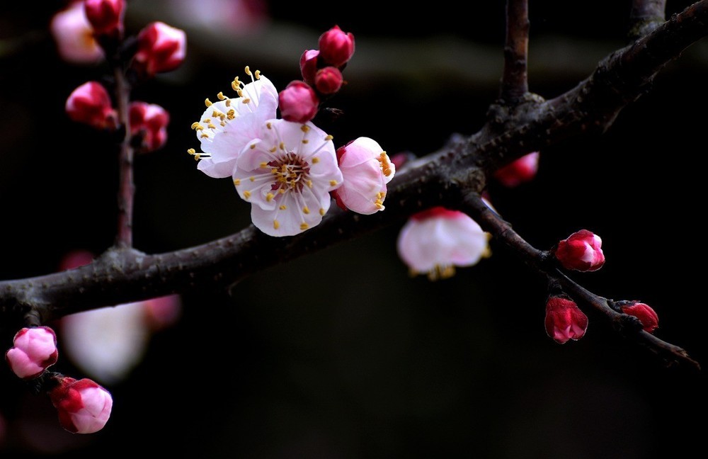 [转载]词：临江仙·暮春即景