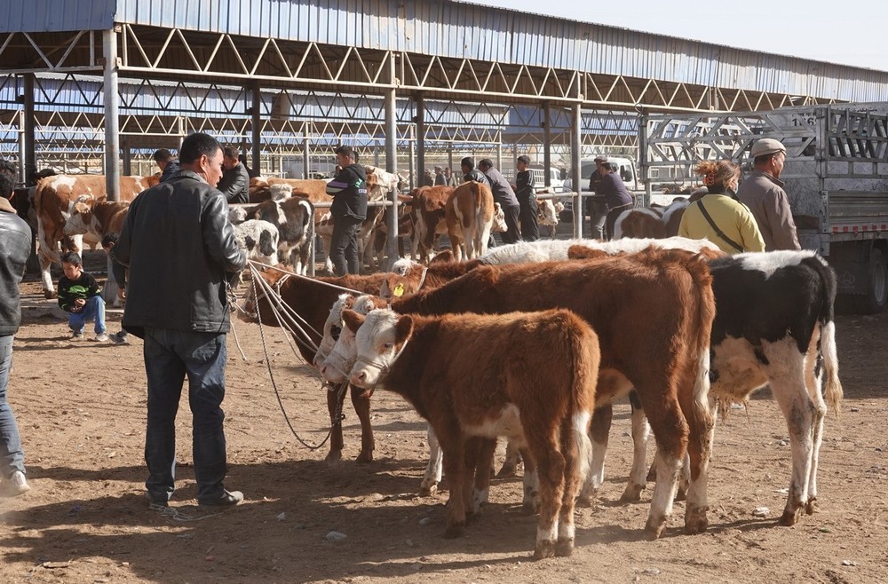 莎车牲畜大巴扎（2）--大牲畜区及其他