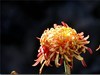 美丽的秋菊