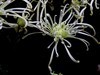 白线菊