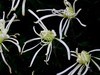 白线菊